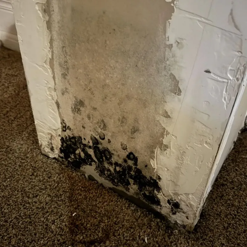 Professional Mold Removal in Erath, LA